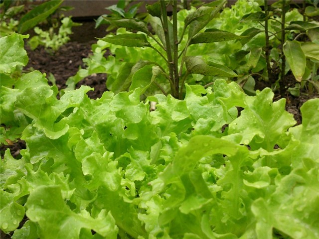 Salata 